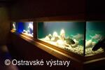 Akvária ve sklepení Slezskoostravského hradu
