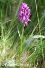 Prstnatec (vstavač) májový